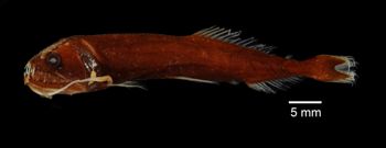 Media type: image; Ichthyology 133408